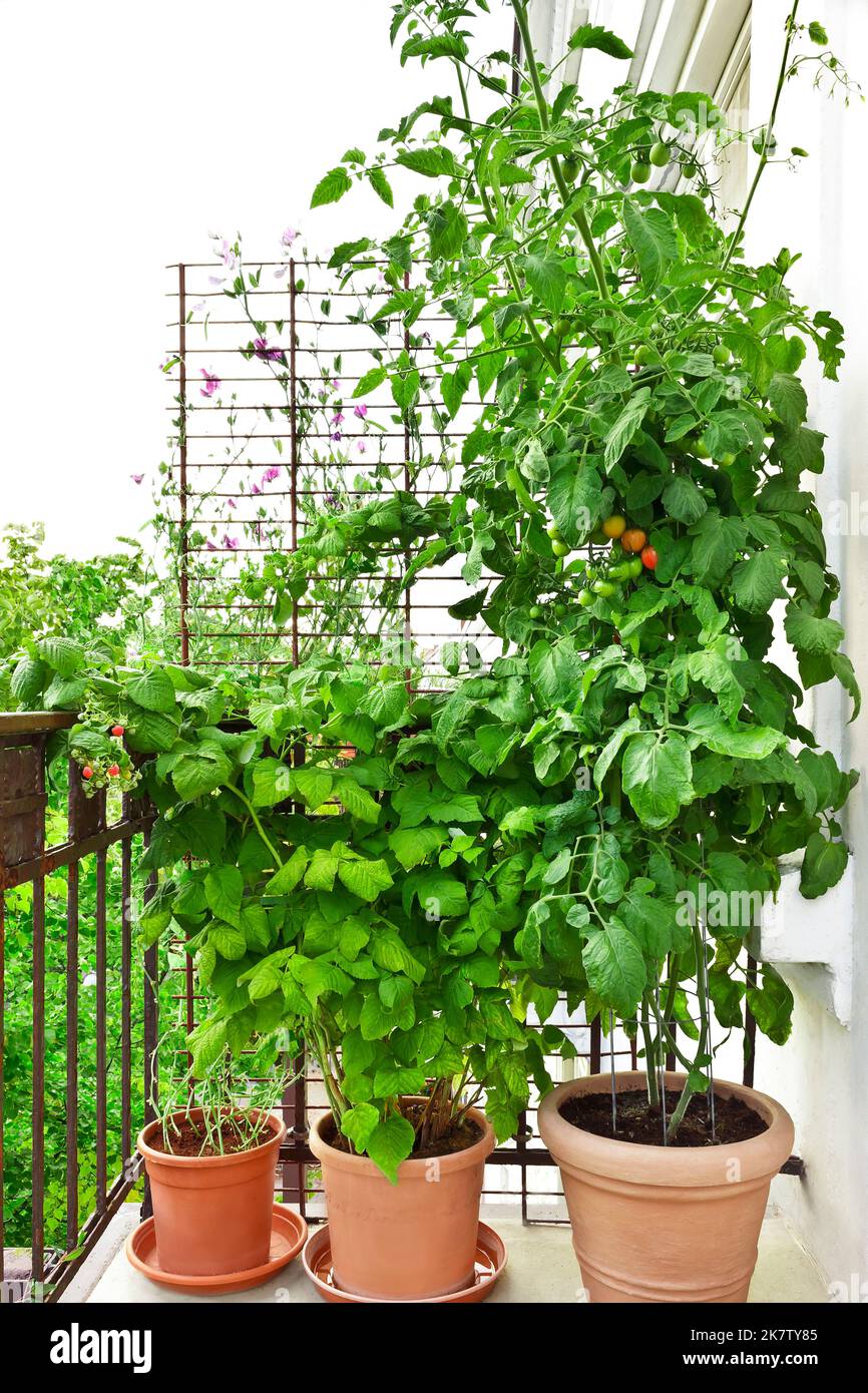 Schritt für Schritt Anleitung zum Anbau von Tomaten auf Balkonen oder Terrassen: 12. Pflanzen mit reifen Tomaten und Himbeeren in großen Töpfen auf einem Stadtbalkon. Stockfoto