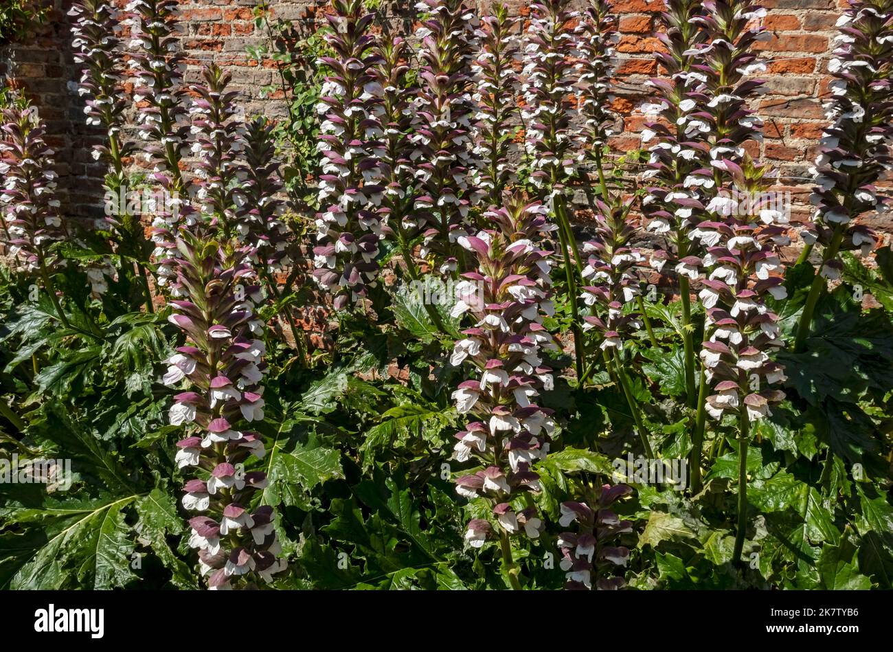 Acanthus mollis Bears breeches briches acanthaceae Pflanze Blüten, die in einem Hüttengarten blühen, umrandet Pflanzen im Sommer England GB Großbritannien Stockfoto