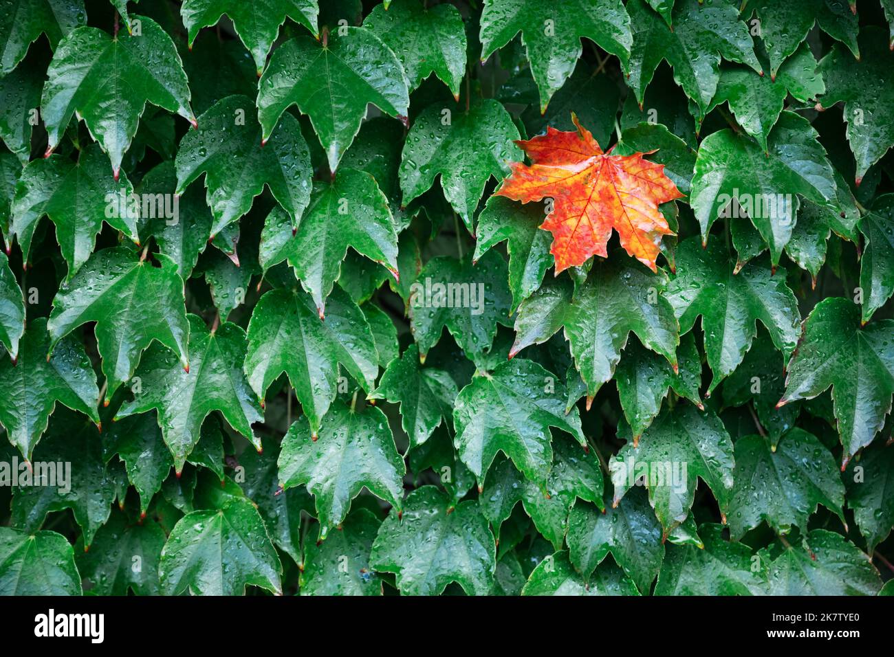 Nahaufnahme Natur Ansicht von Grün kreative Layout aus einzelnen orange Ahornblatt in grünen Blättern Wand. Copyspace machen Verwendung als natürliche grüne Pflanzen und Ökologie Hintergrund. Herbst Natur Hintergrund Stockfoto