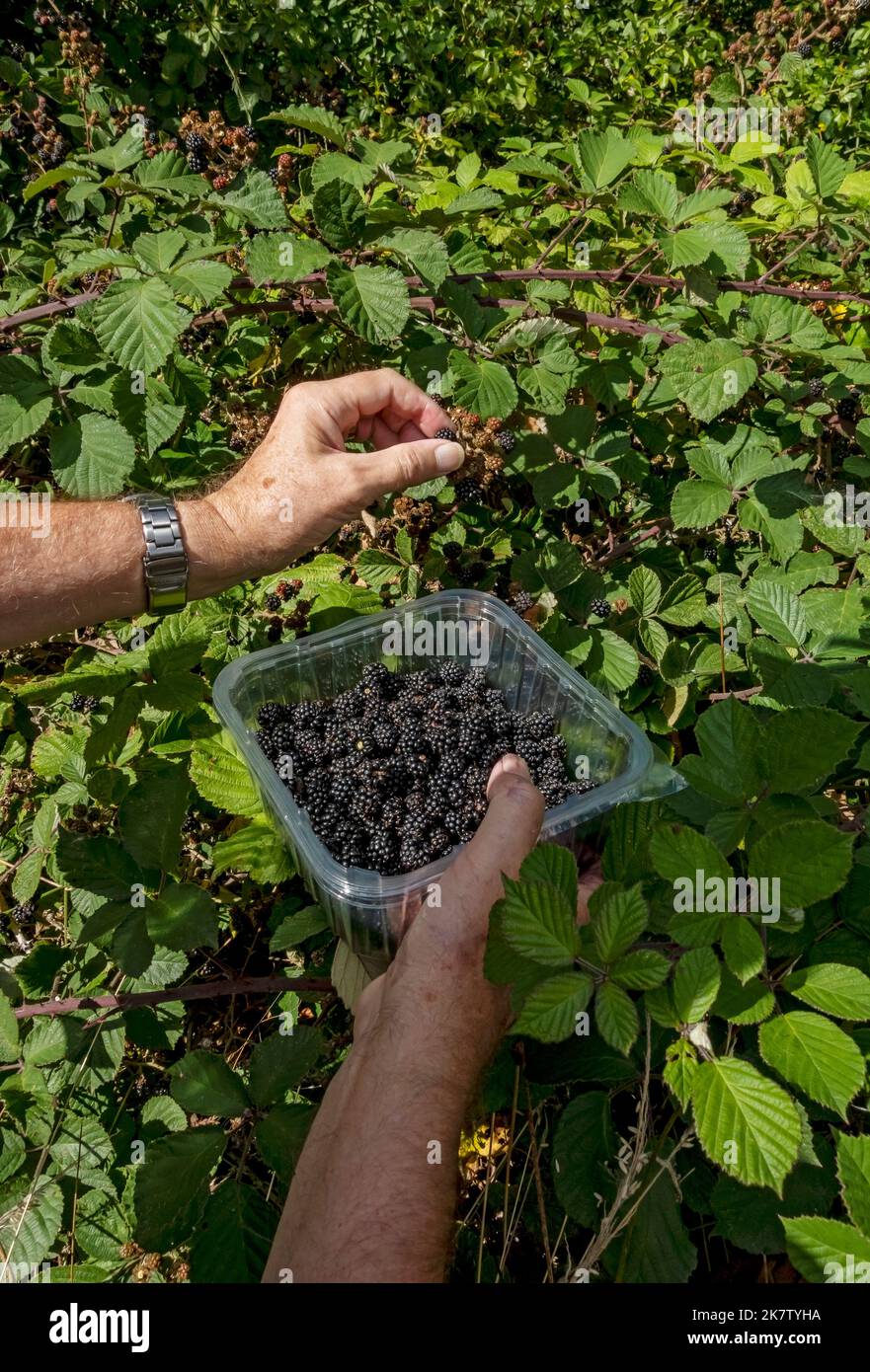 Nahaufnahme eines Mannes, der wilde Brombeeren pflückt, die im Herbst in einer Hecke auf dem Land wachsen, England Großbritannien Großbritannien Großbritannien Großbritannien Großbritannien Stockfoto