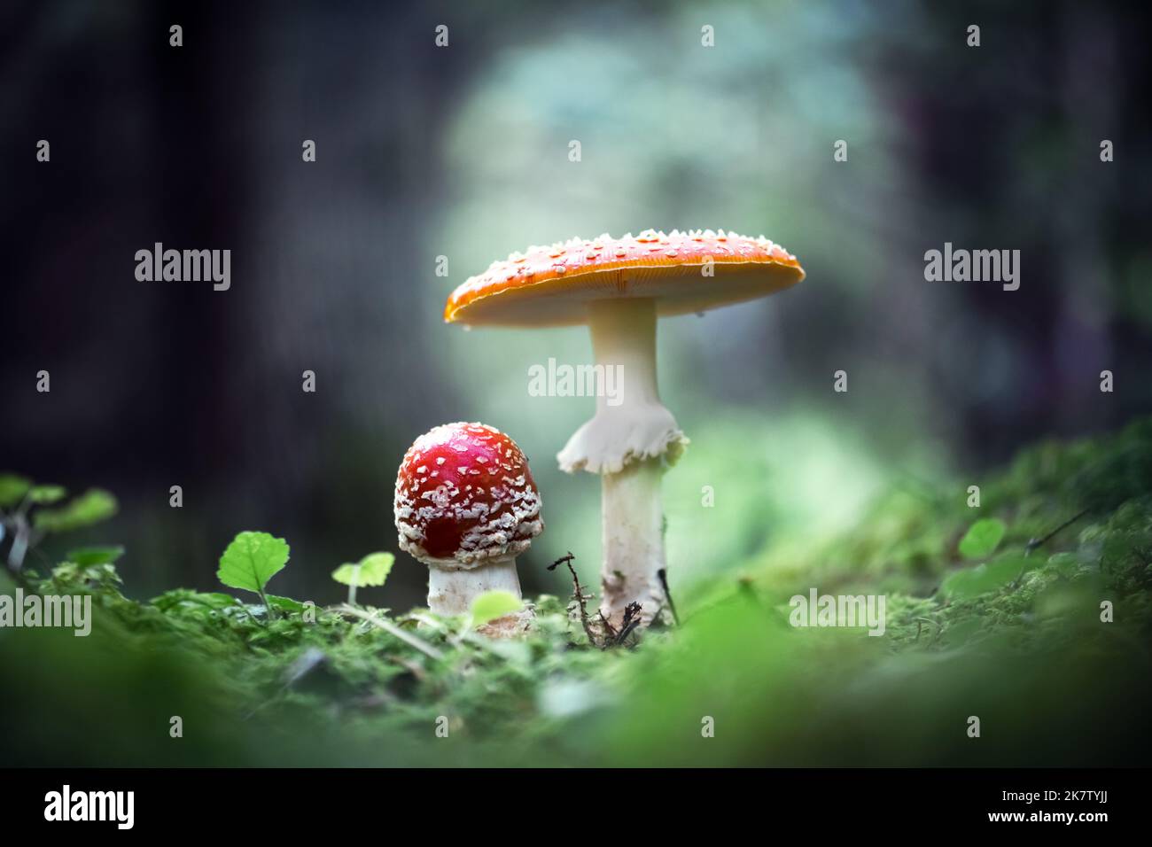 Fliegen Sie agarisch (Amanita muscari), wunderschöne rothaarige halluzinogene giftige Pilze in dunklen Wäldern aus nächster Nähe Stockfoto