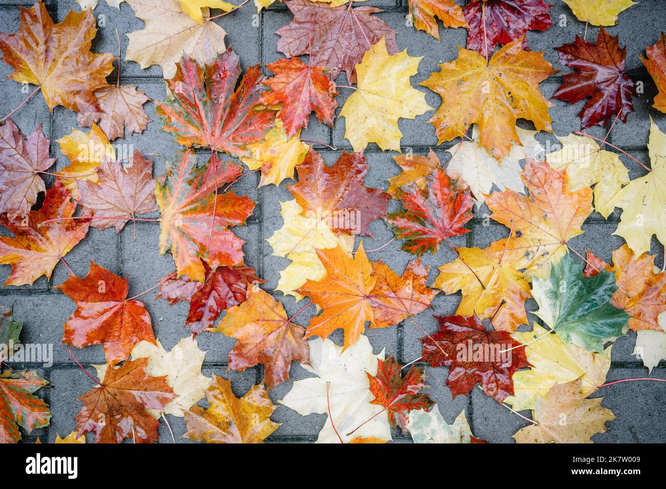 Nasse Orangenblätter Textur Nahaufnahme. Herbst gelb Ahorn Folliage über nassen Pflastersteine . Natur Saison Hintergrund Stockfoto