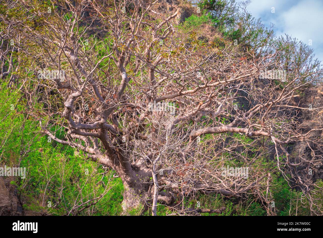 Trockener Baum, umgeben von grünem Gras und Unkraut Stockfoto