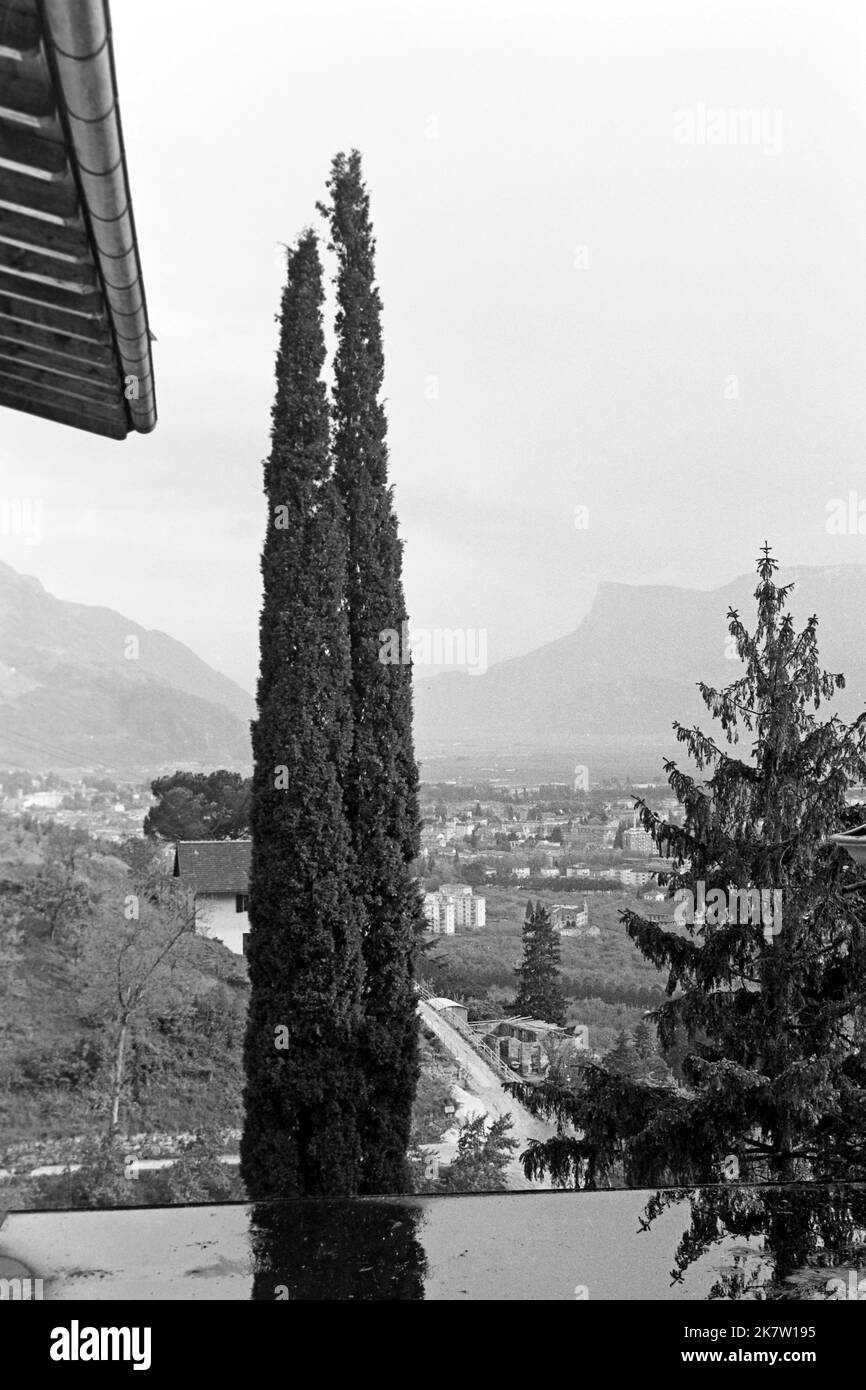 Echte Zypresse in Dorf Tirol, 1967. Cupressus sempervirens in Dorf Tirol, 1967. Stockfoto