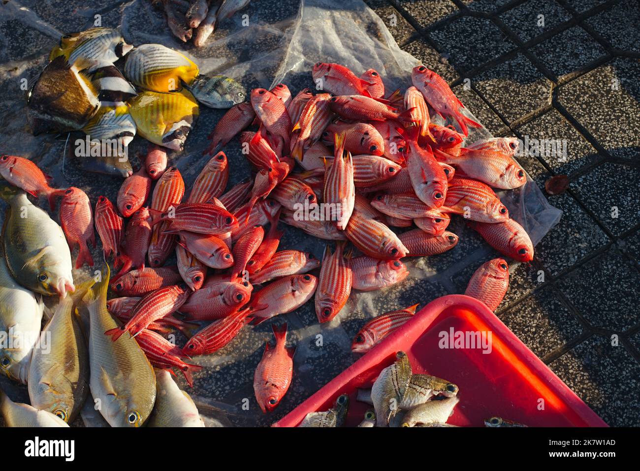 Nahaufnahme von bunten tropischen Riff-Fischen am Markt Stockfoto