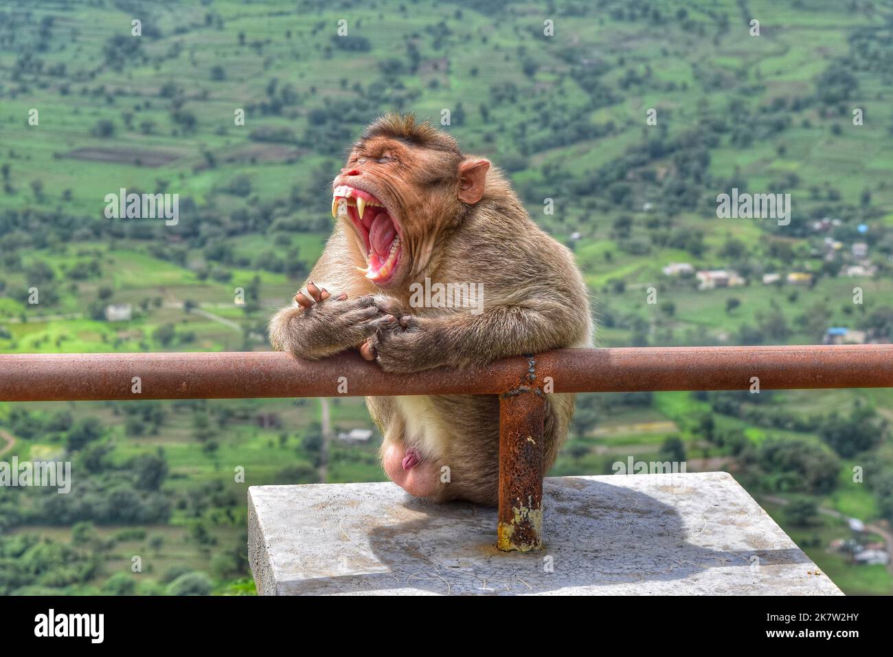 Affen gähnend Stockfoto