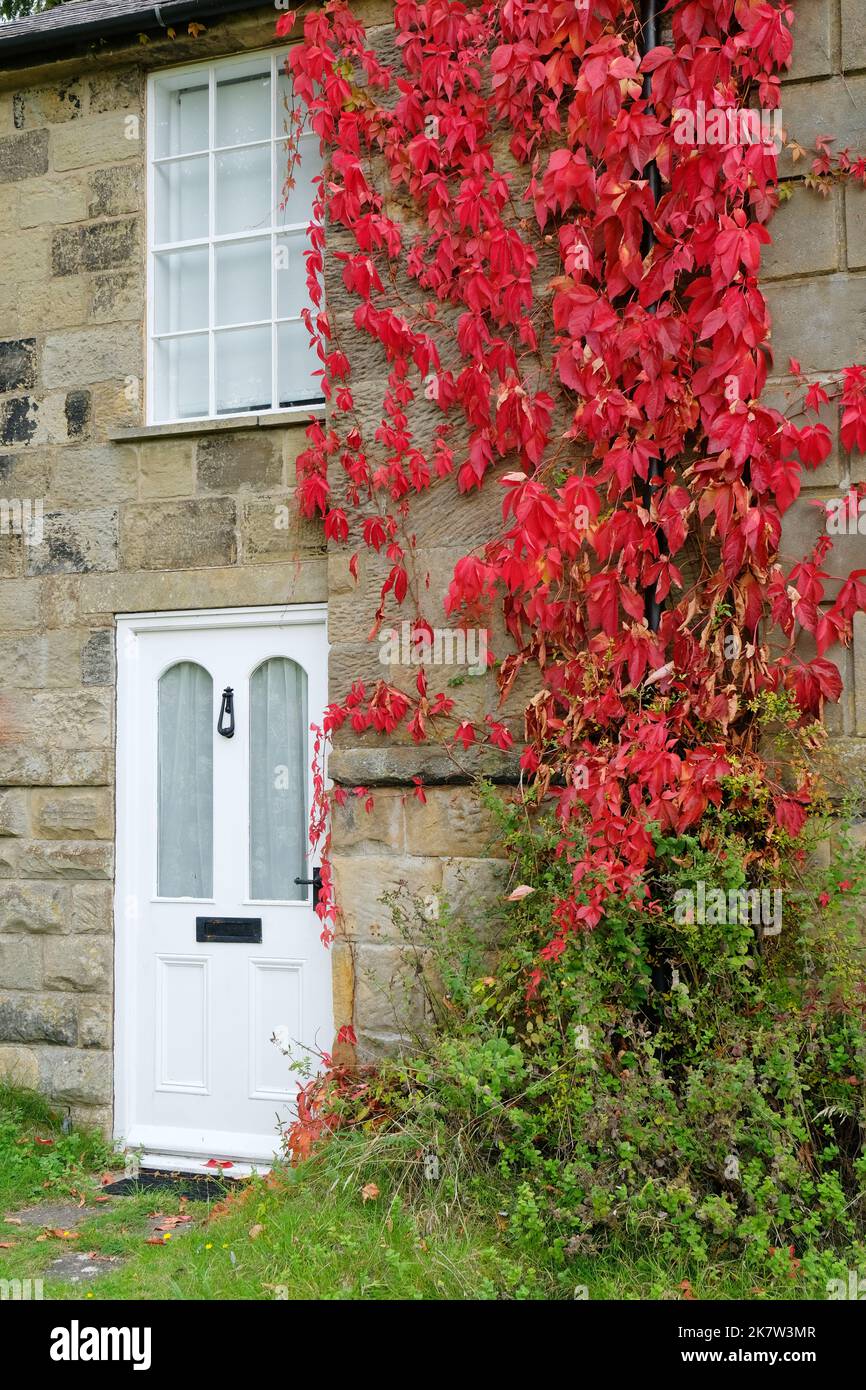 Farbenfroher Virginia Creeper an der Wand eines malerischen Cottage, Hutton le Hole, Yorkshire, Großbritannien - John Gollop Stockfoto