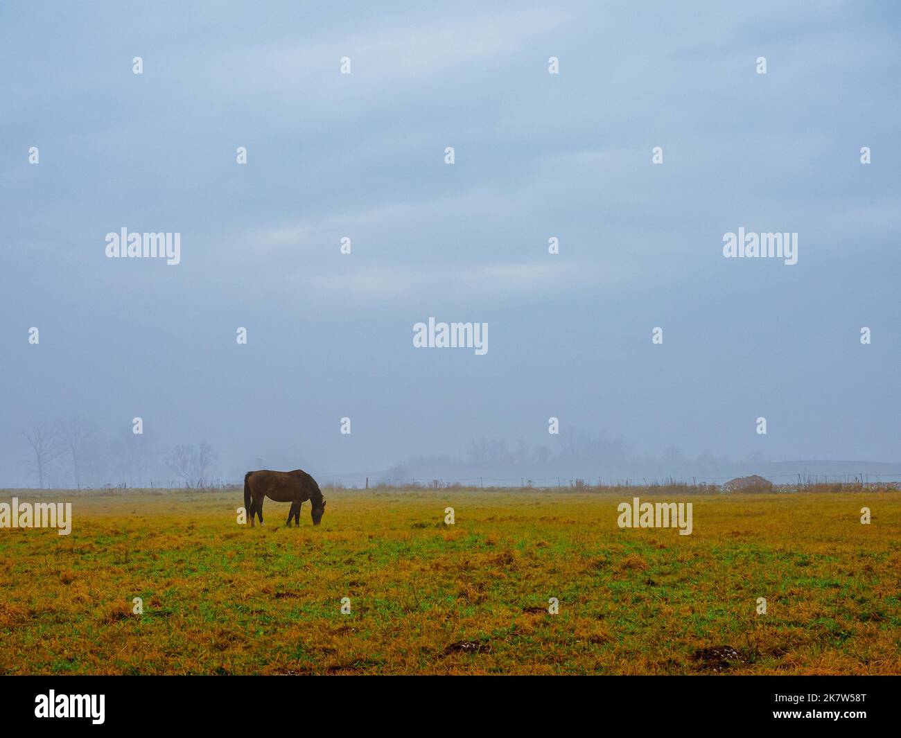 Pferde Grasen Auf Grasfeld. Allein Pferd auf der Weide in einer Landschaft in einem launisch bewölkten Herbsttag Stockfoto