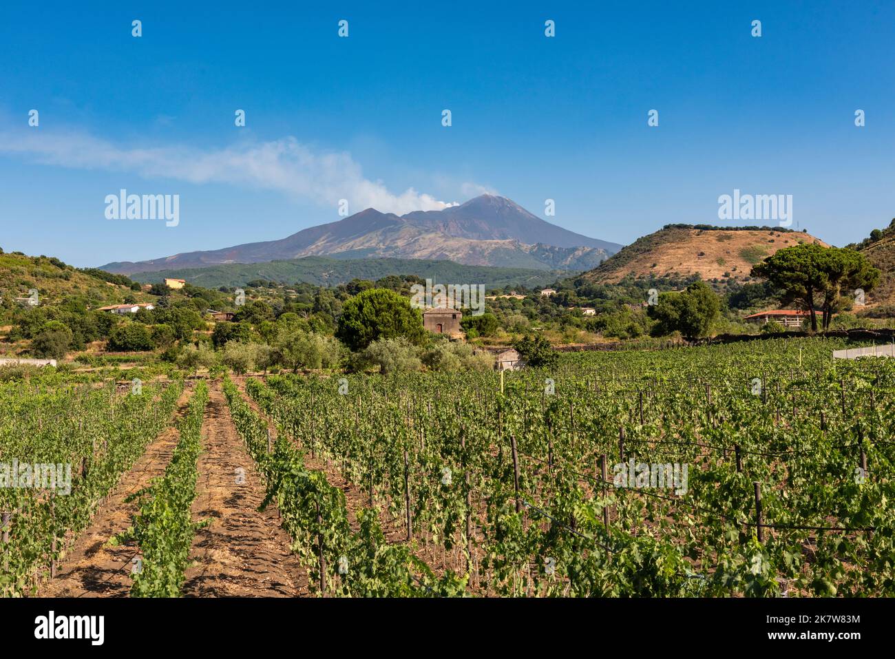 Ein Blick auf den Ätna, Sizilien, über einen Weinberg gesehen. Sizilianische Weine aus dieser Region erfreuen sich zunehmender Beliebtheit Stockfoto
