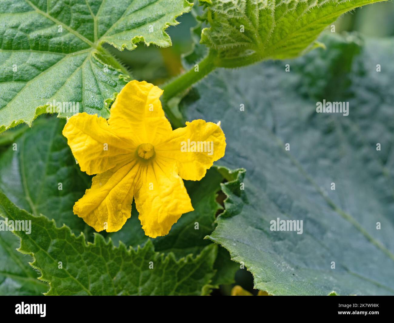Nahaufnahme der gelben Blume der Gurkenpflanze cucumis Stockfoto