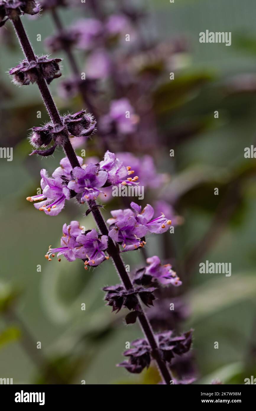 Nahaufnahme der lila Blüten von Basilikum der Sorte Wild Purple, Ocimum canum x basilicum. Stockfoto