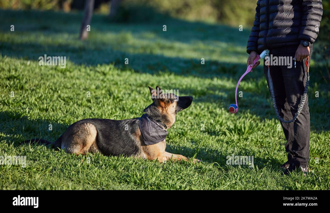 Die Praxis macht einen geduldigen Welpen. Ein entzückender deutscher Schäferhund wird von seinem Besitzer im Park ausgebildet. Stockfoto