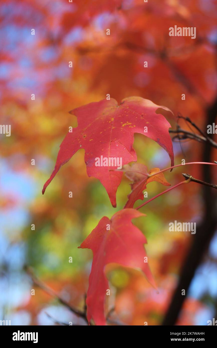 Leuchtend rote Herbstfarben tauchen auf dem lokalen Laub auf. Stockfoto