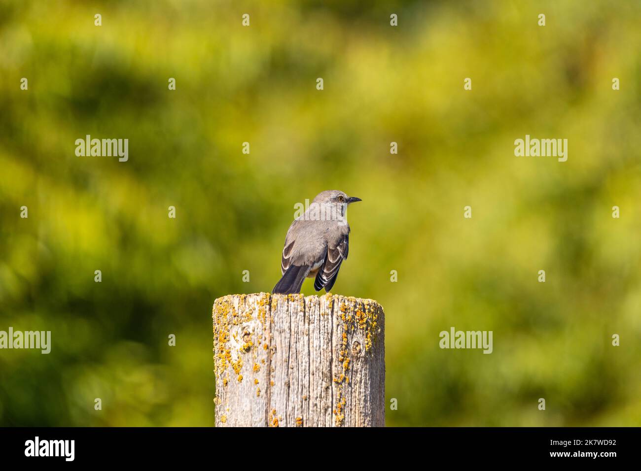 Ein nördlicher Mockingbird (Mimus polyglottos) ist ein Vogel am Draht des Merced National Wildlife Refuge im Central Valley von Kalifornien, USA Stockfoto