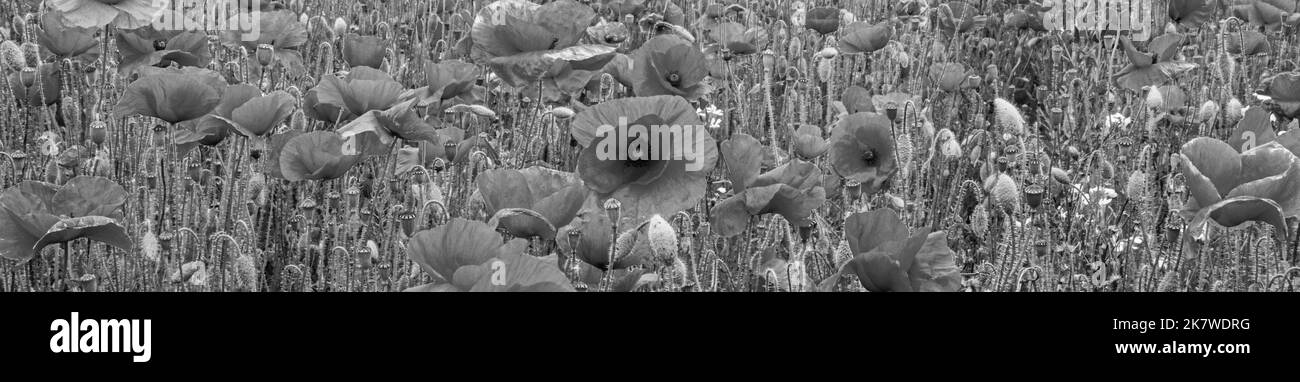 Mohnfelder leuchtend rote Blumen zur Erinnerung anzeigen Waffenstillstand Flandern Feld in WW1 Frieden und Hoffnung Symbol Hilfe für Helden Stockfoto