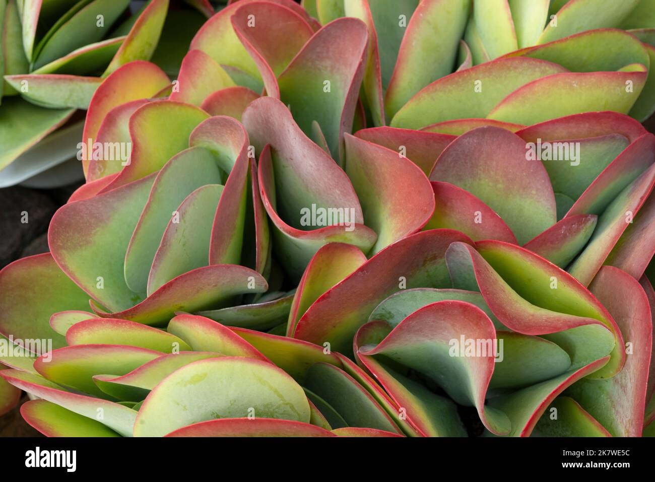 Kalanchoe Thyrsiflora Blätter Stockfoto