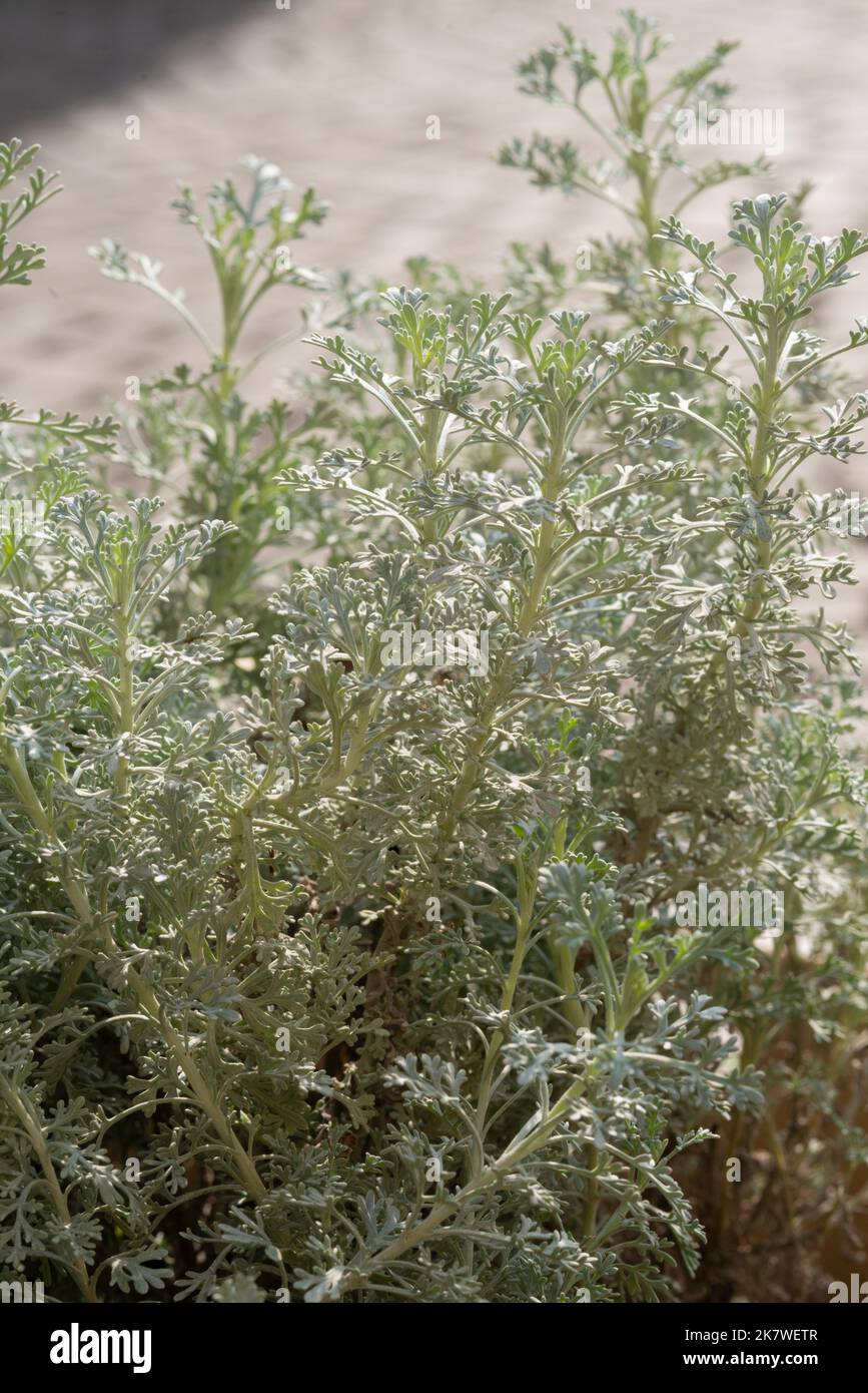 Wermut Pflanzenblätter, Artemisia Absinthium Stockfoto