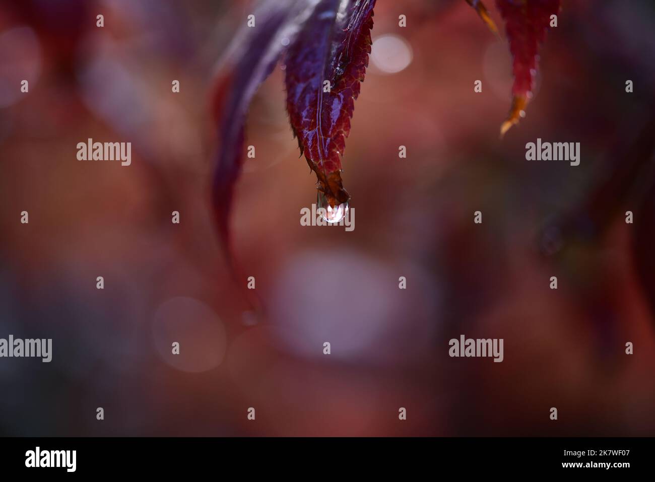 Wassertropfen fällt von roten Herbstblättern Stockfoto