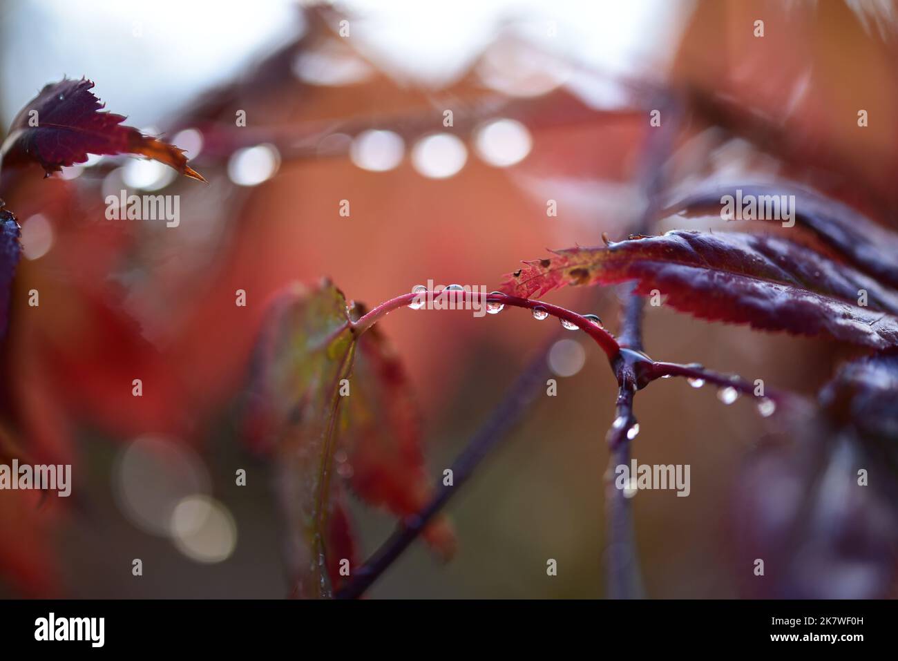 Im Herbst glitzern Regentropfen auf roten acer-Blättern Stockfoto