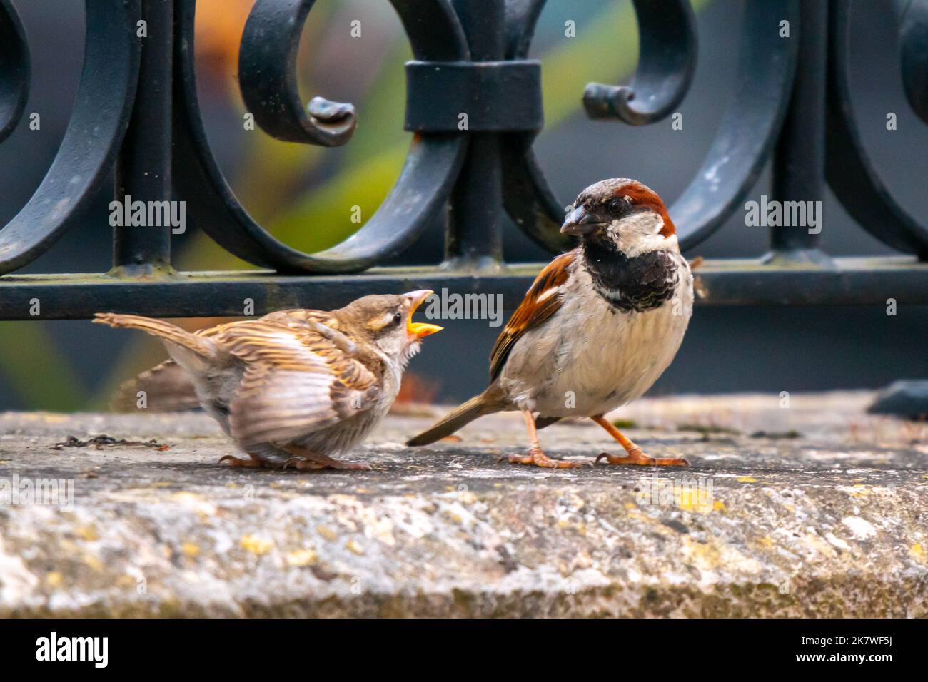 Ein paar Vögel streiten laut in einer Kirchenwand. Einer schaut auf den anderen, ohne etwas zu untermauern Stockfoto