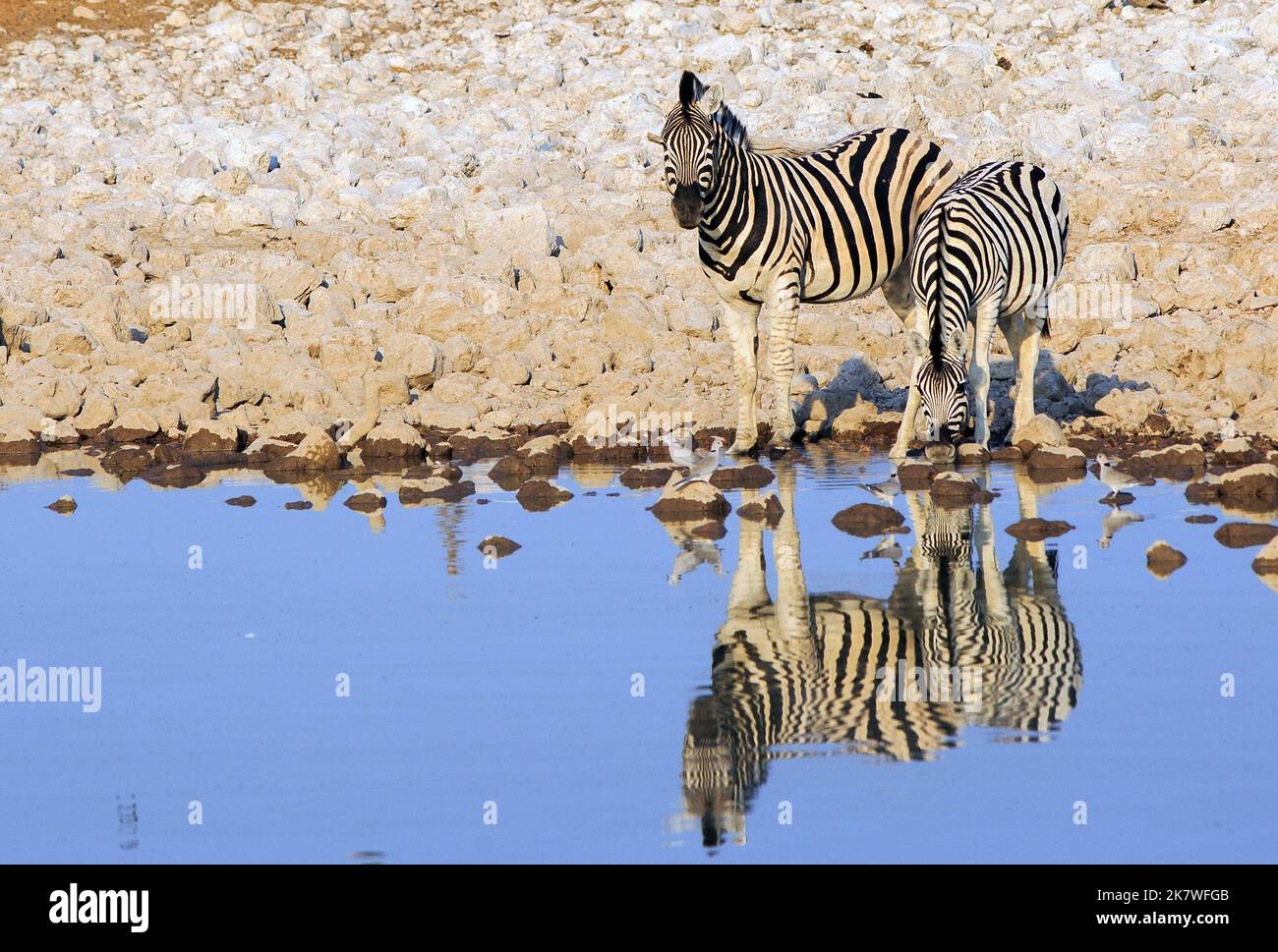 Zwei Ebenen Zebra an einem afrikanischen Wasserloch, mit schönen Reflexion. Einer der Zebras trinkt, während der andere beobachtet. Etosha, Namibia Stockfoto