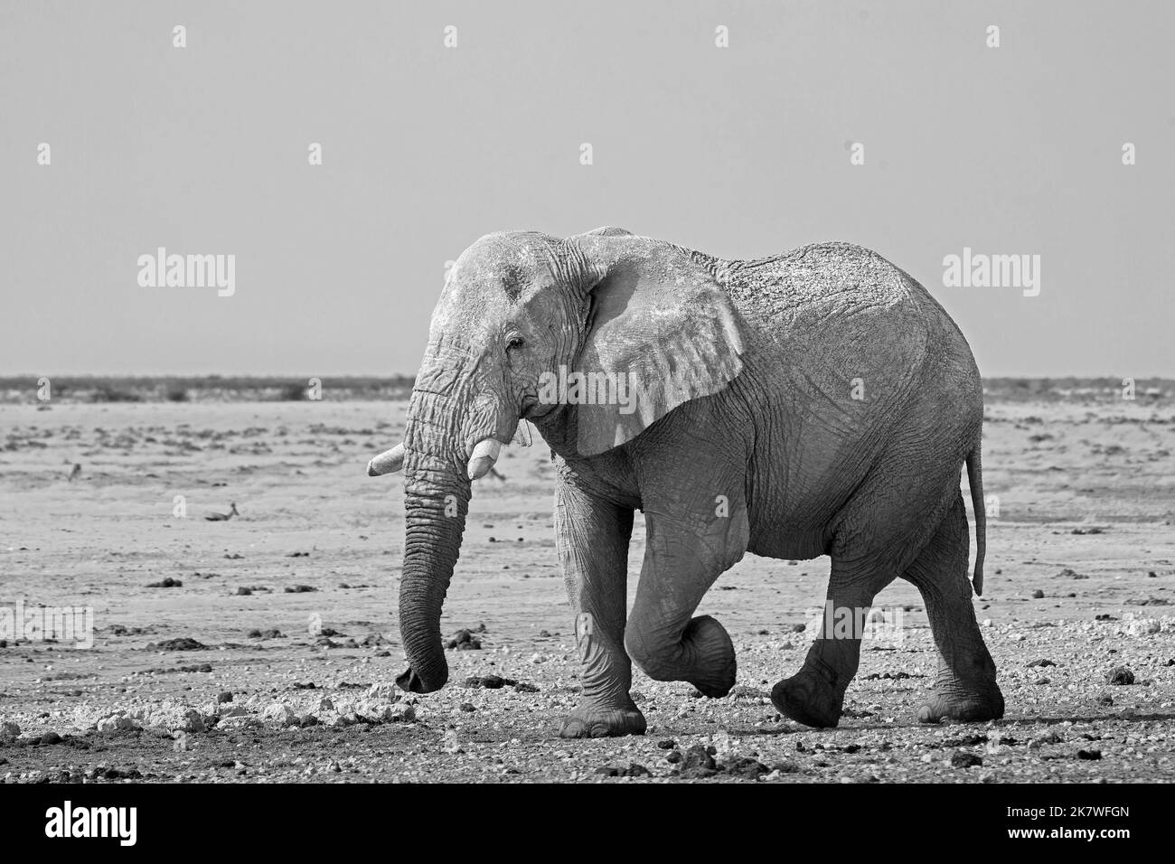 Großer afrikanischer Elefant, der in Schwarz-Weiß über die afrikanische Savannah läuft. Südliches Afrika Stockfoto