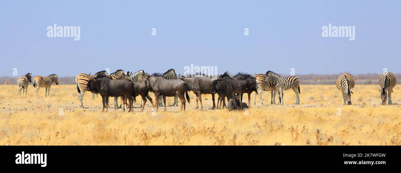 Panoramabild einer großen Herde von Plains Zebra und Blue Wildebeest auf der trockenen gelben afrikanischen Savanne im Etosha National Park, Namibia, Stockfoto