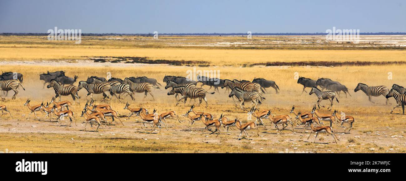 Riesige Herde von Burchells Zebra, Blue Wildebeest und Springbok, die in einem Rausch über die African Plains laufen. Stockfoto