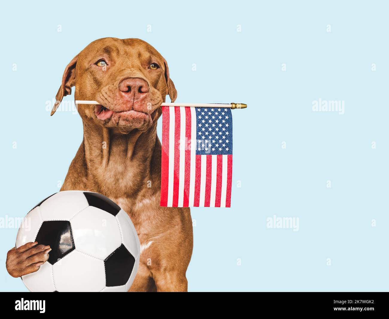 Welpe, hält American Flag und Fußball. Stockfoto