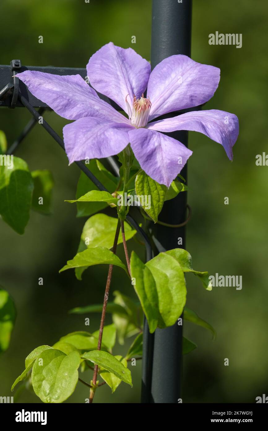 Großblütige, helllavendelblaue Blüten mit Clematis. „Frau Cholmondeley“ Stockfoto