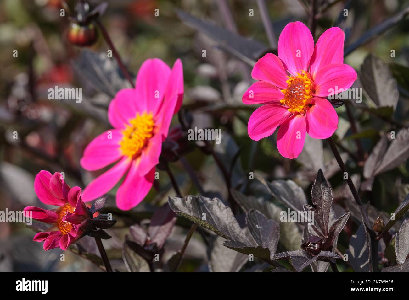 Frühe Zwergbettwäsche einzelne Dahlia 'Roxy'. Tiefrosa Blüten Stockfoto