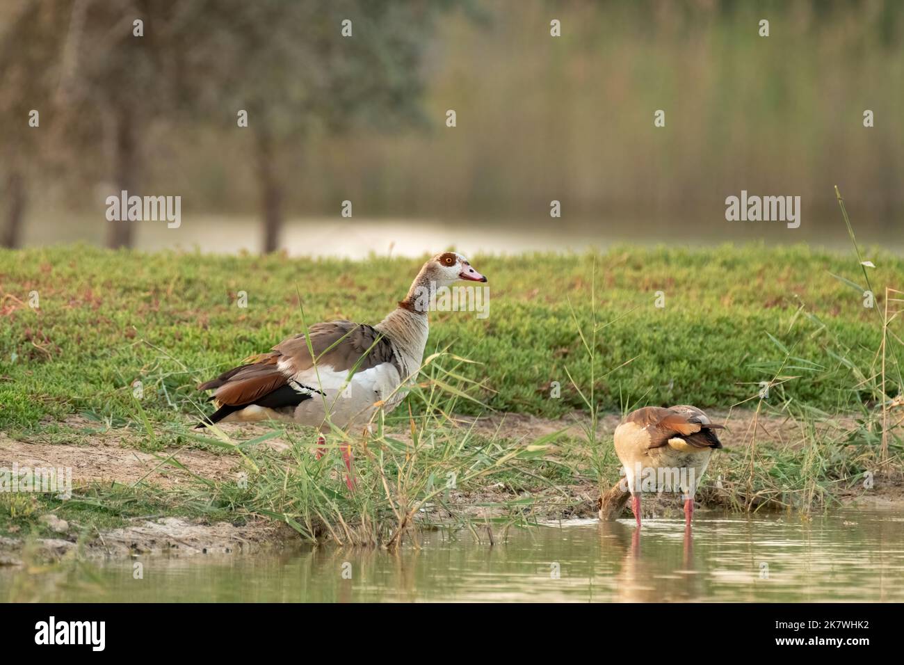 Ein Paar ägyptischer Gans (Alopochen aegyptiaca), die am Seeufer von Al Qudra in Dubai, Vereinigte Arabische Emirate, auf der Nahrungssuche sind. Stockfoto