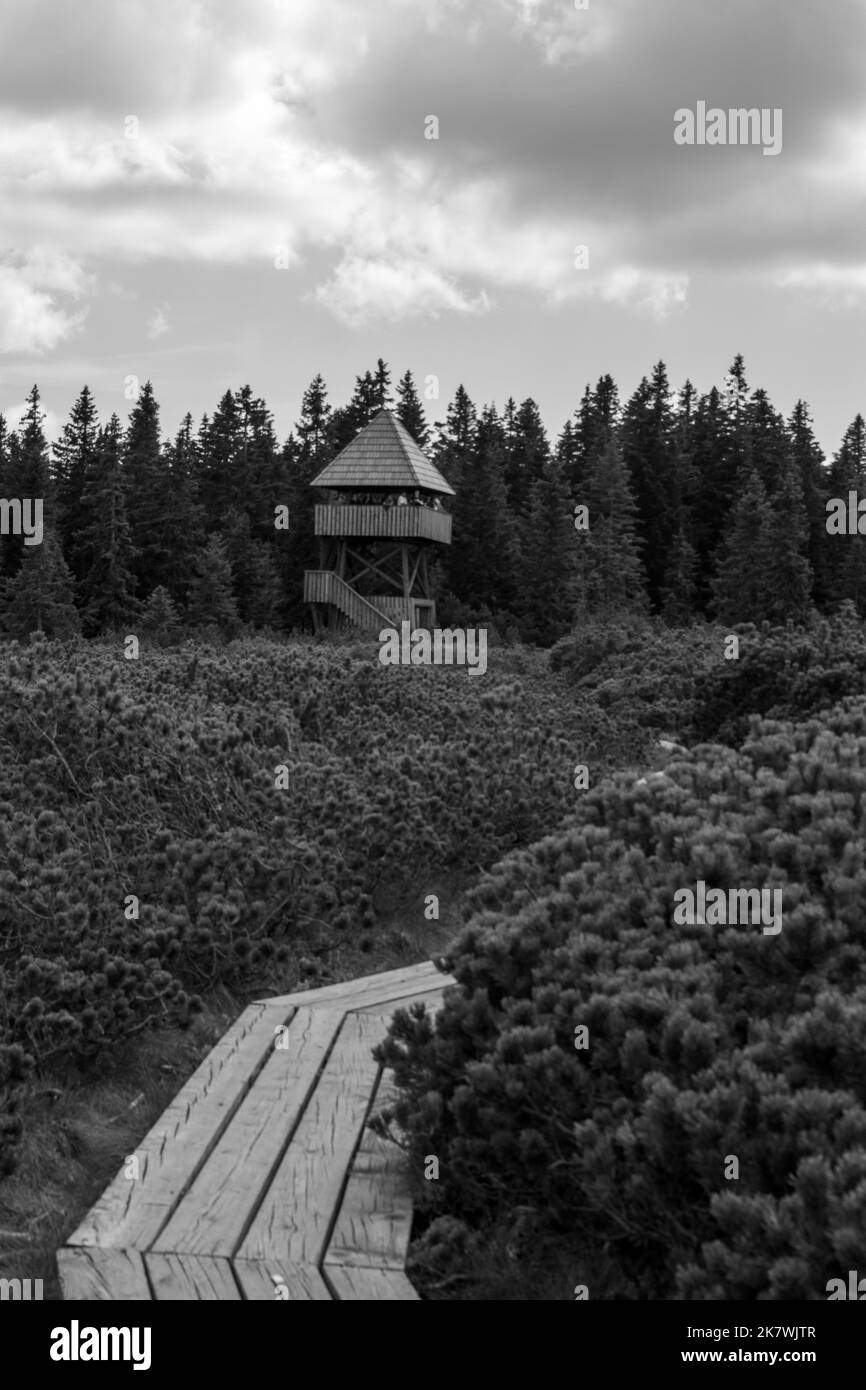 Wachturm mitten in einem Wald. Stockfoto