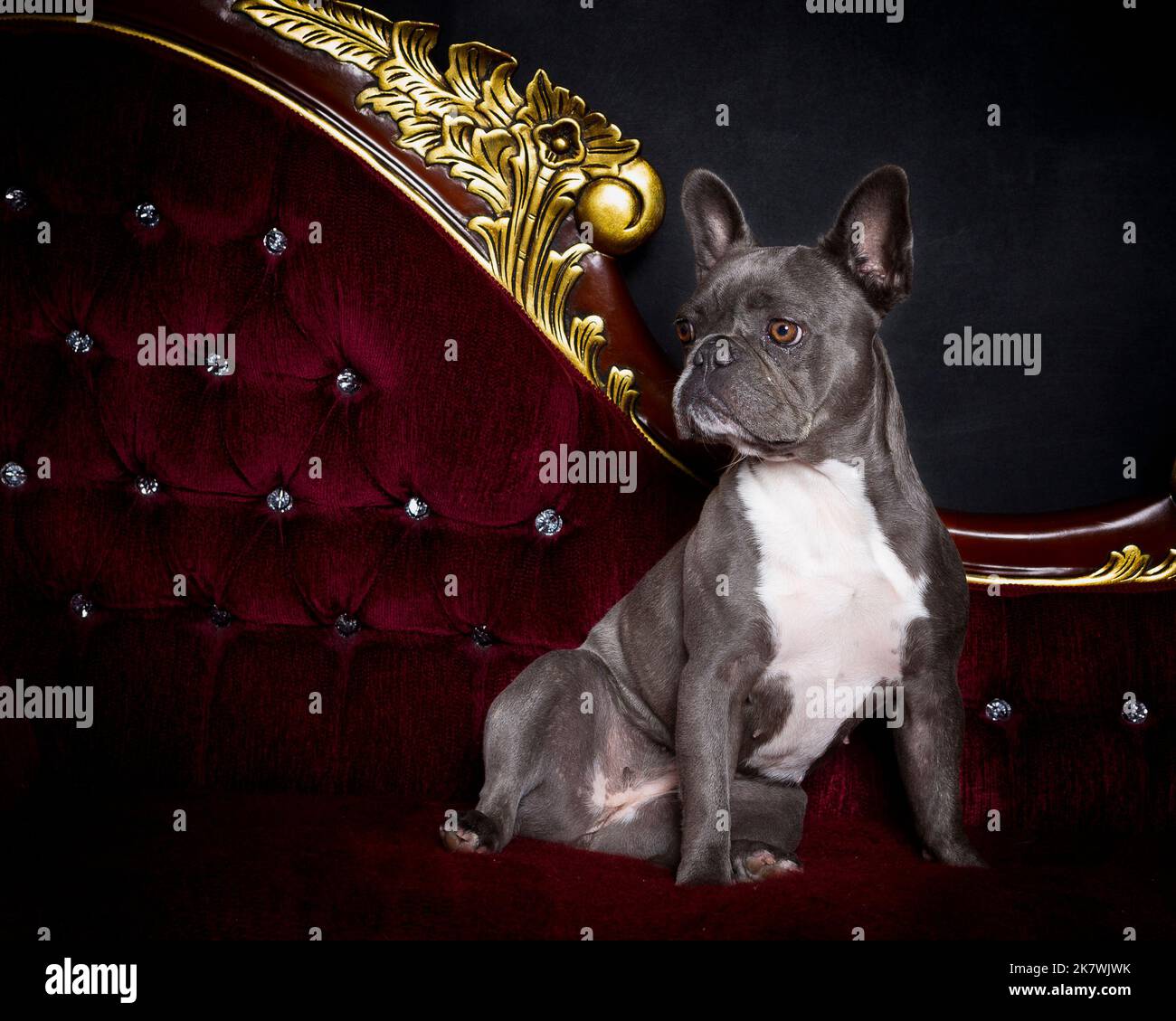 Bild einer blauen französischen Bulldogge in einer professionellen Studioumgebung Stockfoto