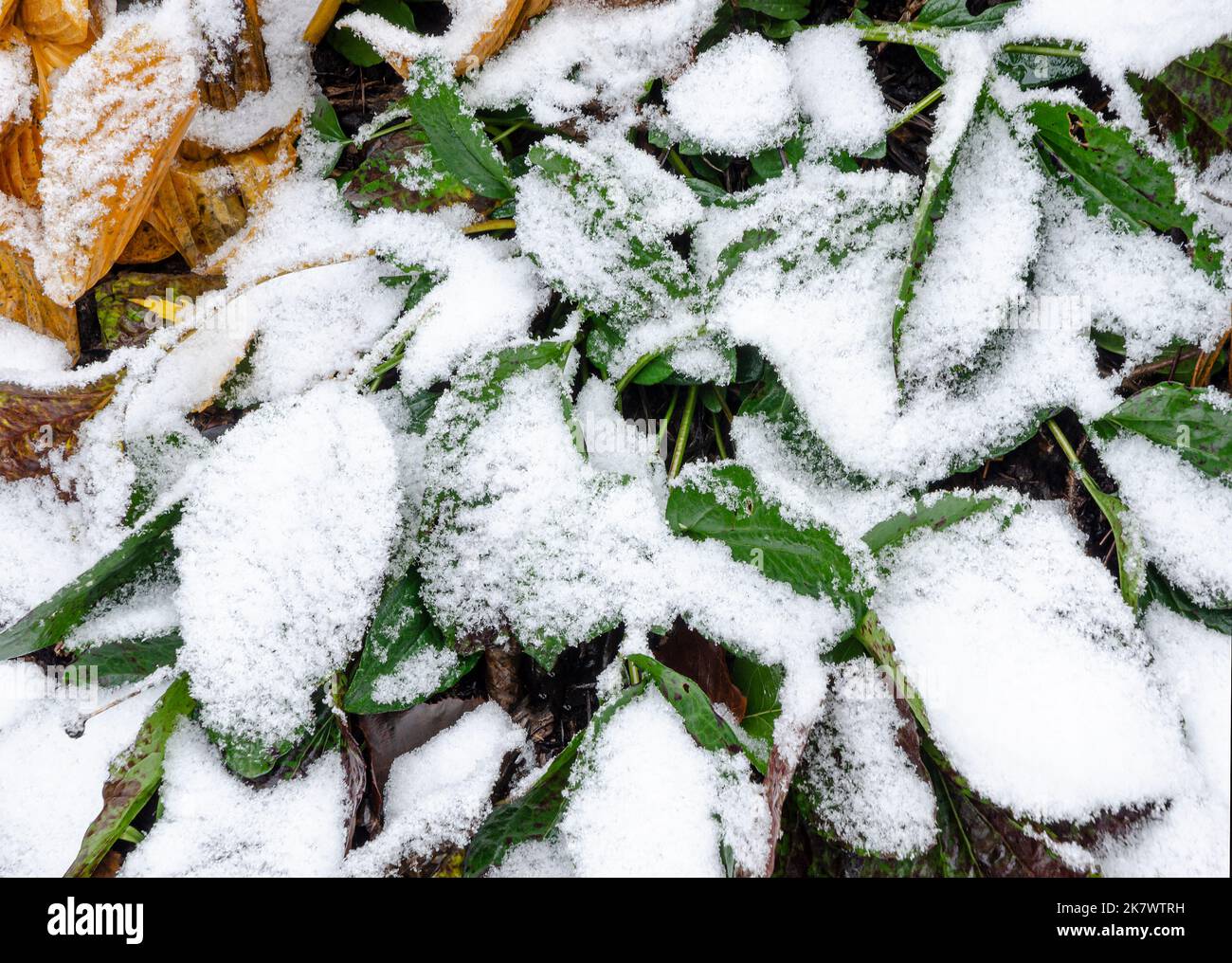 Bei einem seltenen Schneesturm im Oktober im Norden von Illinois, Shorewood, will County, Illinois, sind die Blätter von Hosta in einem Vorstadtgarten mit Schnee bedeckt Stockfoto