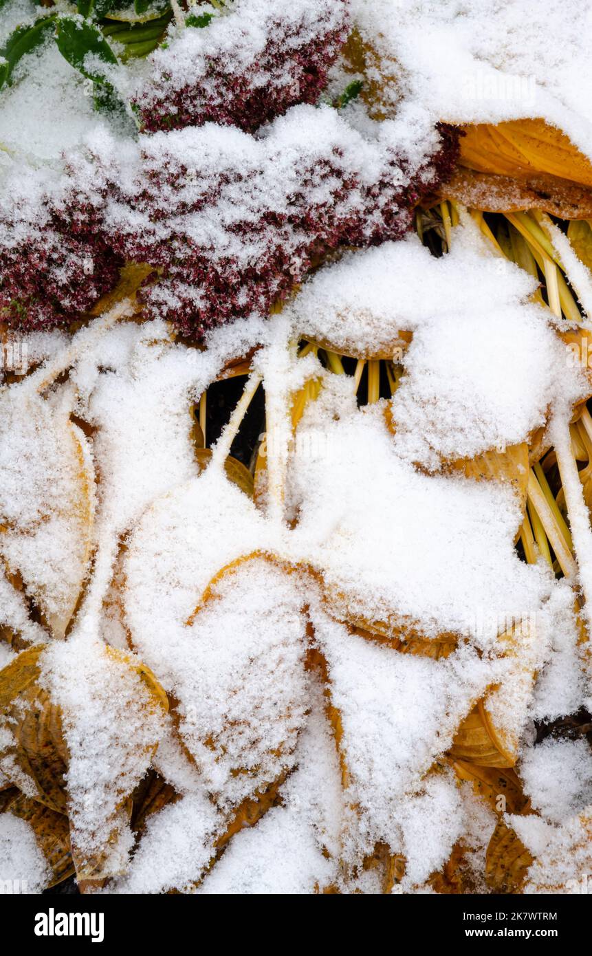 Herbstfarbene Hostas und Gartenpflanzen sind mit einem Staubstauben von Schnee bedeckt, der von einem seltenen Schneesturm im Oktober im Norden von Illinois, Shorewood, will County, stammt Stockfoto