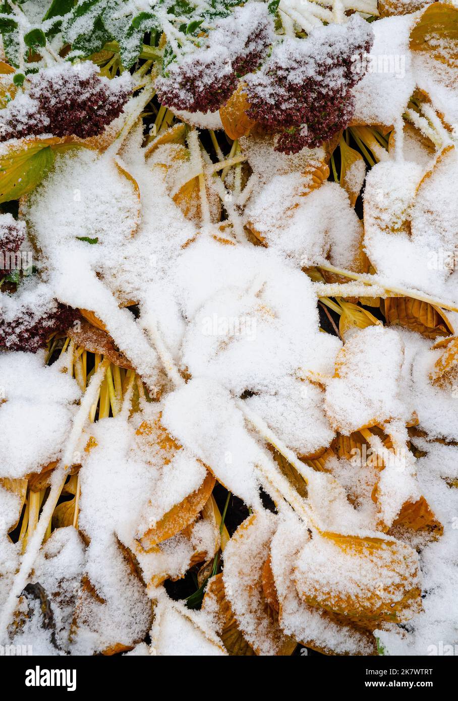 Ein seltener Oktober-Schneestrom im Norden von Illinois stäubt in einem Vorstadtgarten in Shorewood, will County, Illinois, Hosta und andere Gartenpflanzen Stockfoto