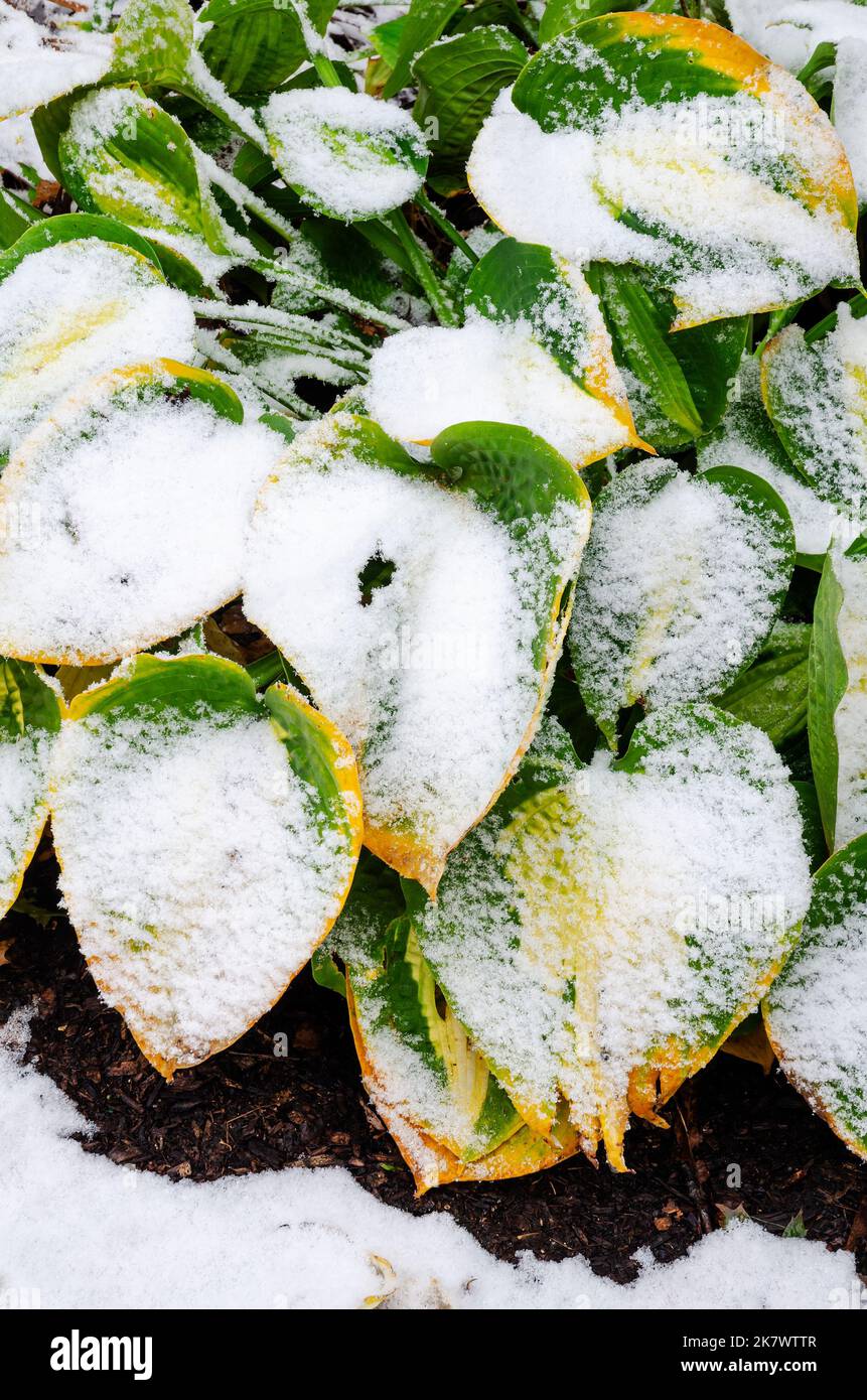Ein seltener Schneesturm im Oktober im Norden von Illinois stäubt in einem suburbam-Garten in Shorewood, will County, Illinois, Hostablätter Stockfoto