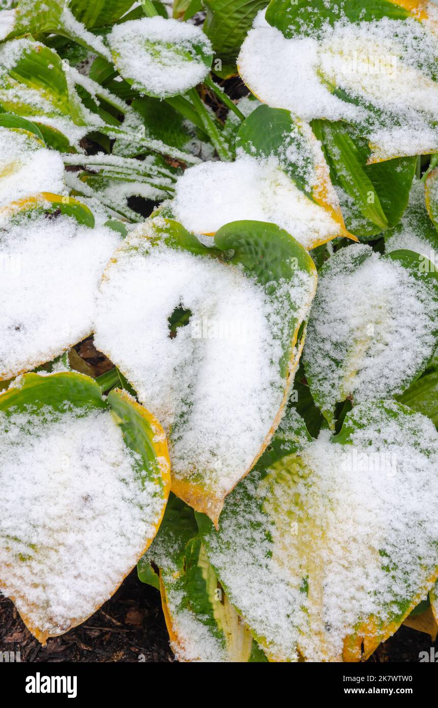 Ein seltener Schneesturm im Oktober im Norden von Illinois bedeckt Hostapflanzen in einem Vorstadtgarten, Shorewood, will County, Illinois Stockfoto