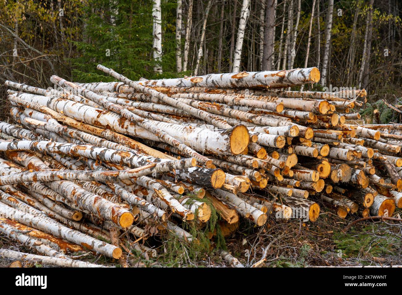 Haufen frisch geschnittener Birkenstämme. Stockfoto