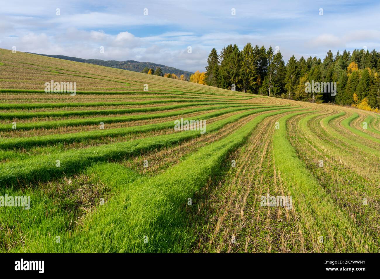 Rasenmähmuster auf einem Feld. Stockfoto