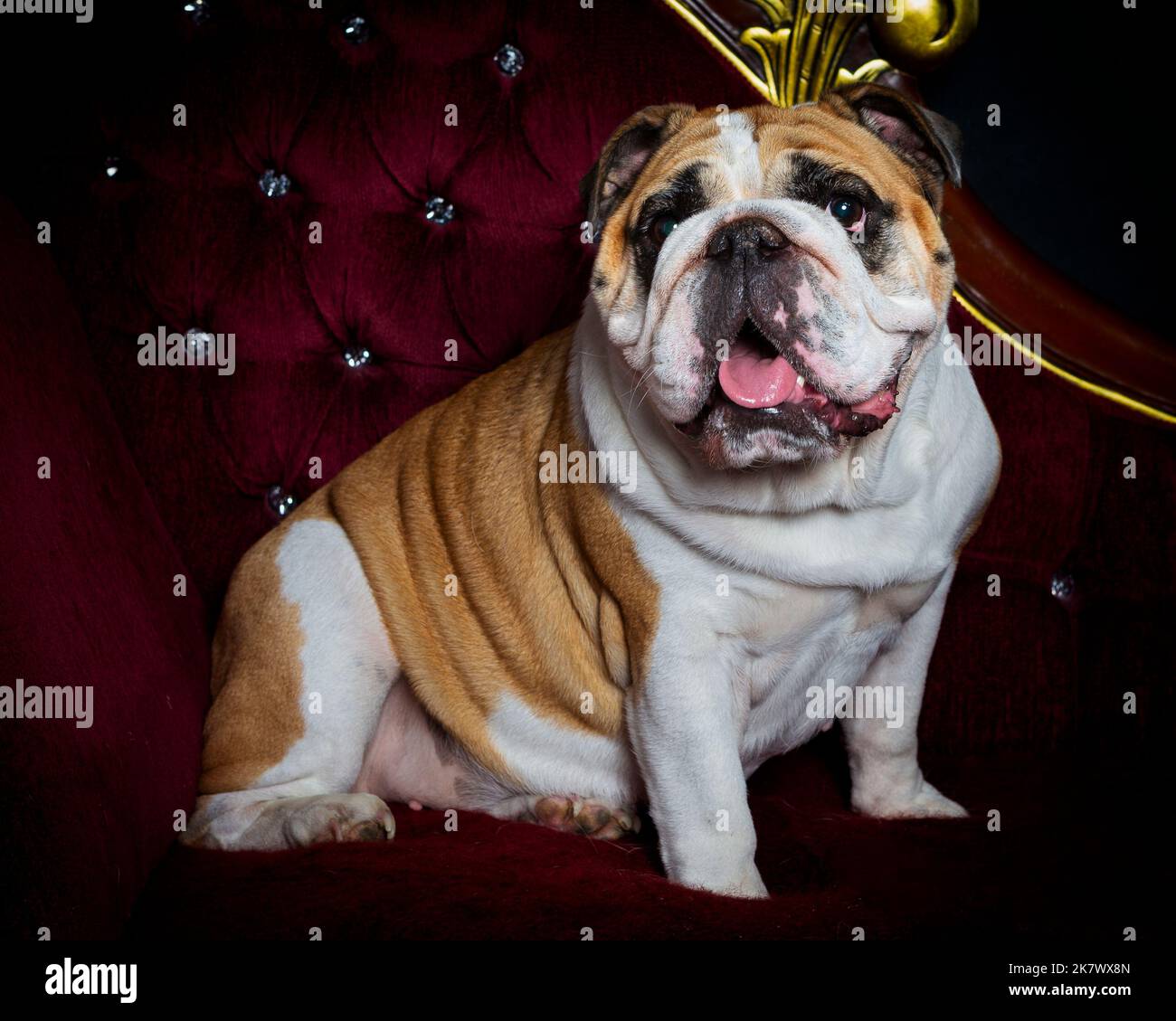 Bild einer alten englischen Bulldogge in einem professionellen Fotostudio Stockfoto