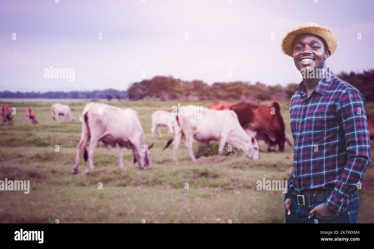 Afrikanischer Hirte kontrolliert eine Herde Kühe, die grasen Stockfoto