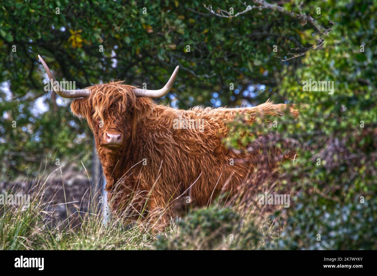 Highland Cow Stockfoto