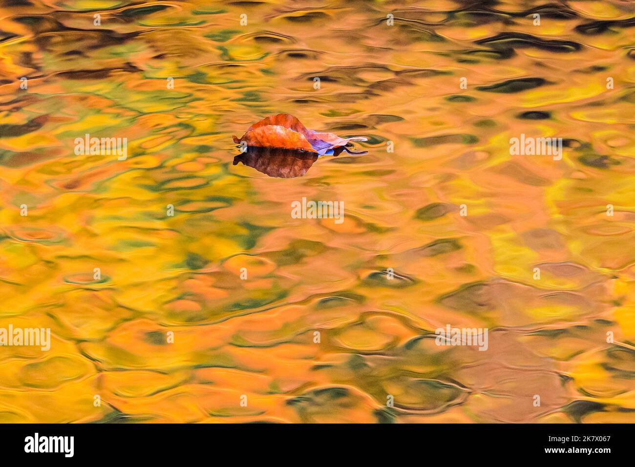 Dülmen, Münsterland, Deutschland. 19. Oktober 2022. Herbstblätter driften auf einem Teich, während sich die leuchtenden Farben der umliegenden Bäume heute Nachmittag im Wasser spiegeln, wodurch die Oberfläche fast wie ein Ölgemälde wirkt. Ein herrlich sonniger Oktobertag im Münsterland in Westfalia bringt die deutsche Sprache die vollen Herbstfarben zur Geltung. Kredit: Imageplotter/Alamy Live Nachrichten Stockfoto