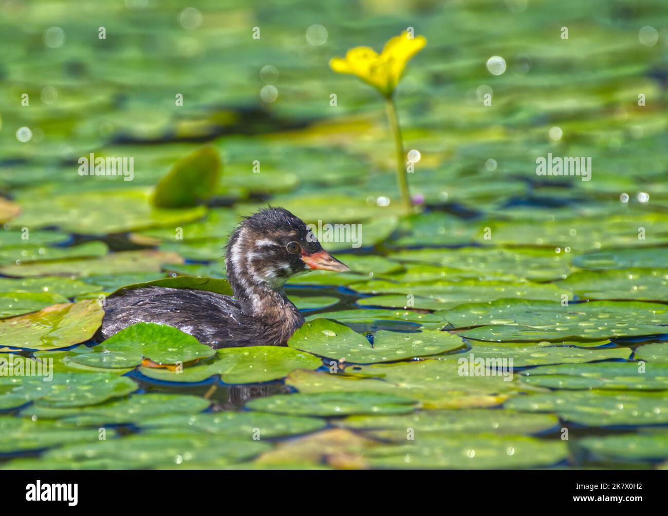 Zwergtaucher Stockfoto