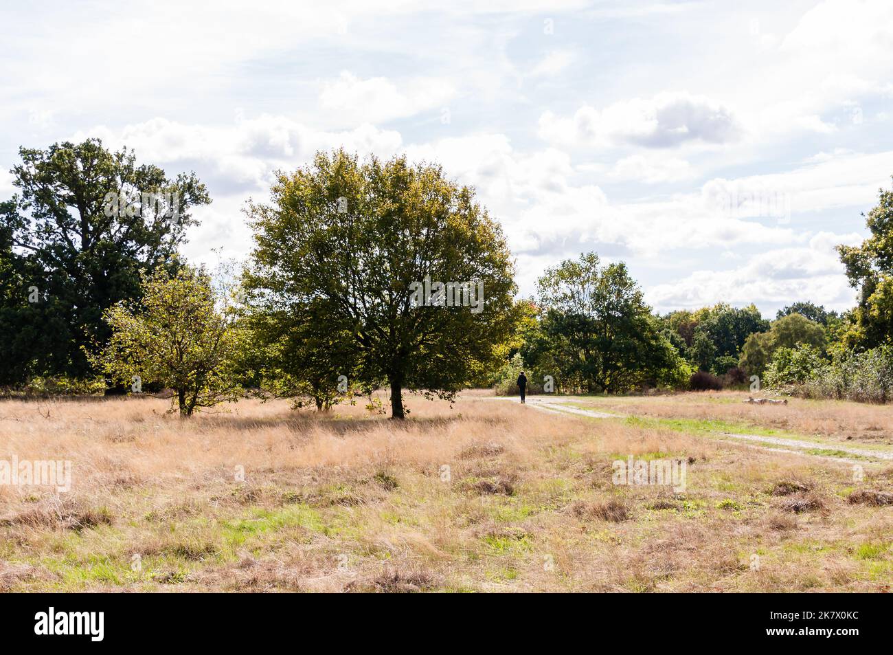 Fahren Sie durch den Wanstead Park, London Stockfoto