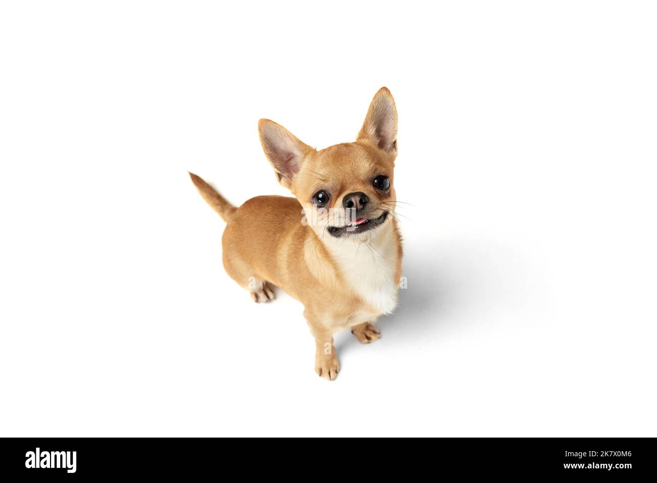 Luftaufnahme von niedlichen kleinen hellgelben Farbe chihuahua isoliert auf weißem Studio-Hintergrund. Konzept von Tierleben, Rassen, Tierarzt und Pflege. Stockfoto