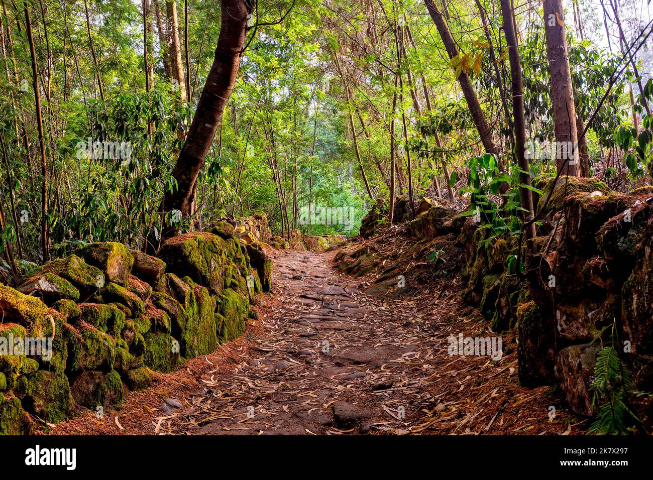 Waldweg auf dem Caminho Portugues de Santiago, Viana do Castelo, Portugal Stockfoto