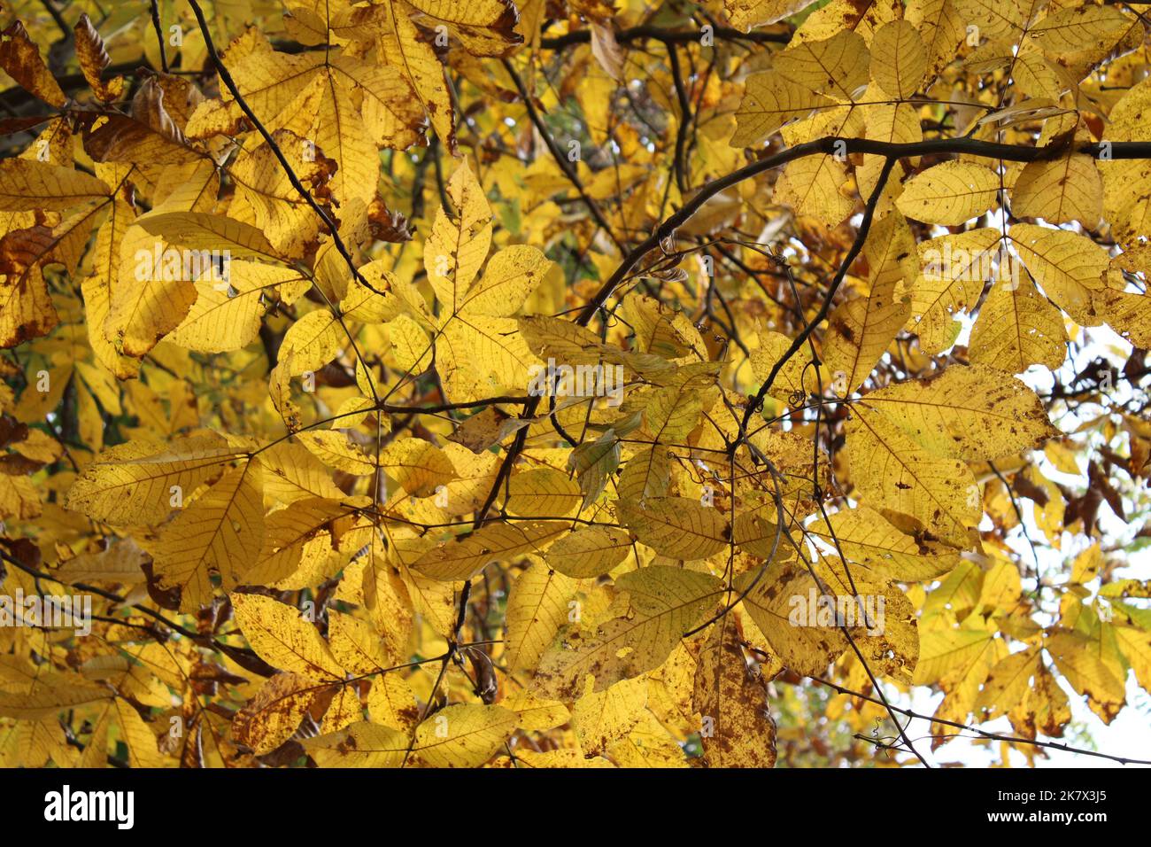 Ein Vordach aus Hickory-Blättern aus gelber Shagbarke im Herbst Stockfoto